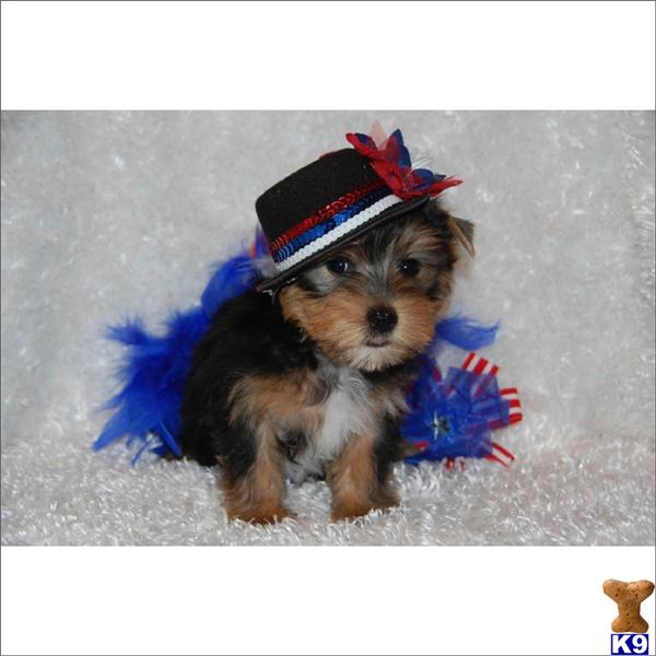 Puppies in Miami